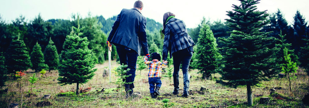 A happy young family with a toddler aged boy searches for a tree at the Christmas tree farm, the father with a saw in hand.  The family walks together holding hands, walking away from the camera.  Horizontal image with copy space.